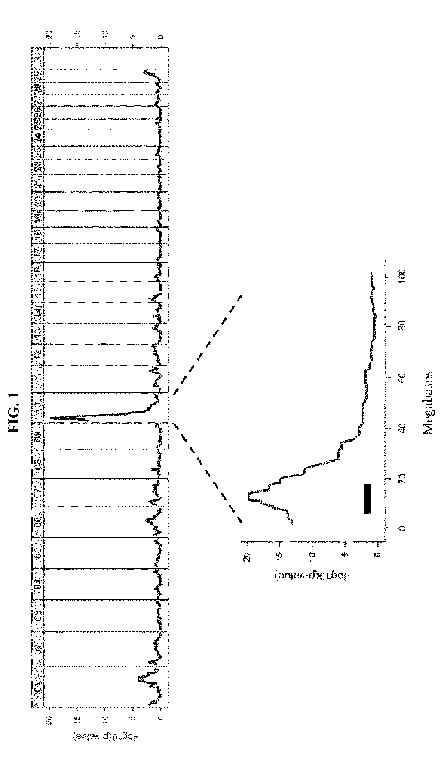 Methods and compositions for determining bovine ovulation rate