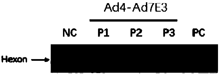 Ad4/Ad7 type bivalent recombinant adenovirus and application thereof