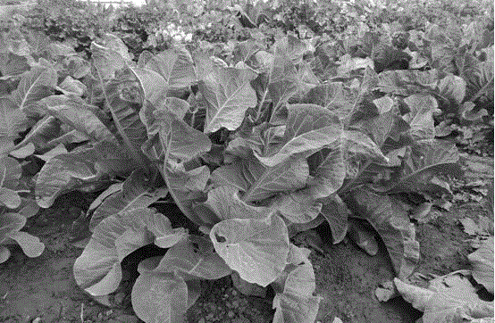 Purple cauliflower hybrid seed cultivation method