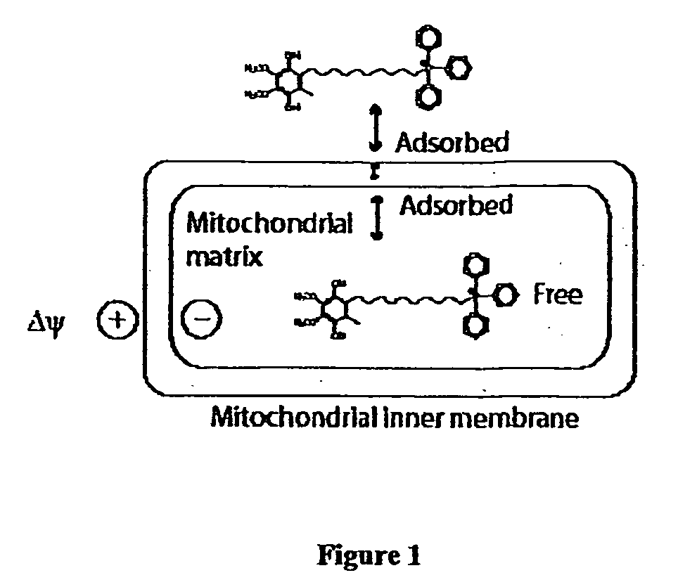Mitoquinone derivatives used as mitochondrially targeted antioxidants