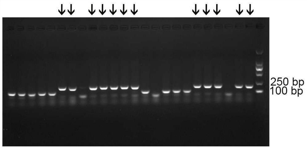 Organochlorine pesticide ddt nucleic acid aptamer and its application