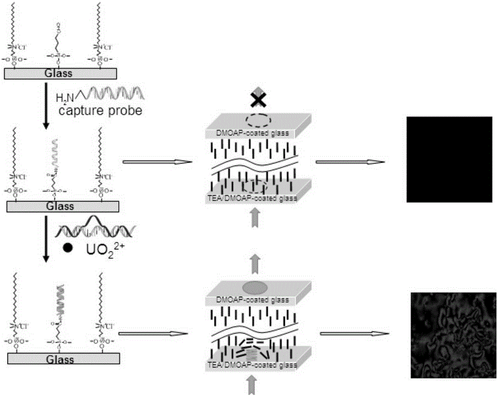 Liquid crystal biosensing method for detecting UO2&lt;2+&gt;