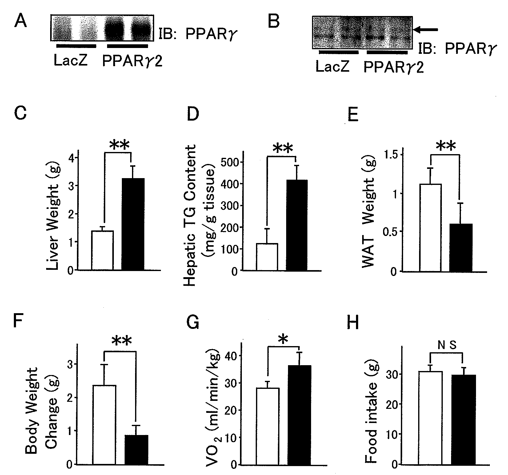 Method For Activating Efferent Sympathetic Nerves Innervating Adipose Tissues To Improve Obesity And Symptoms Associated Therewith