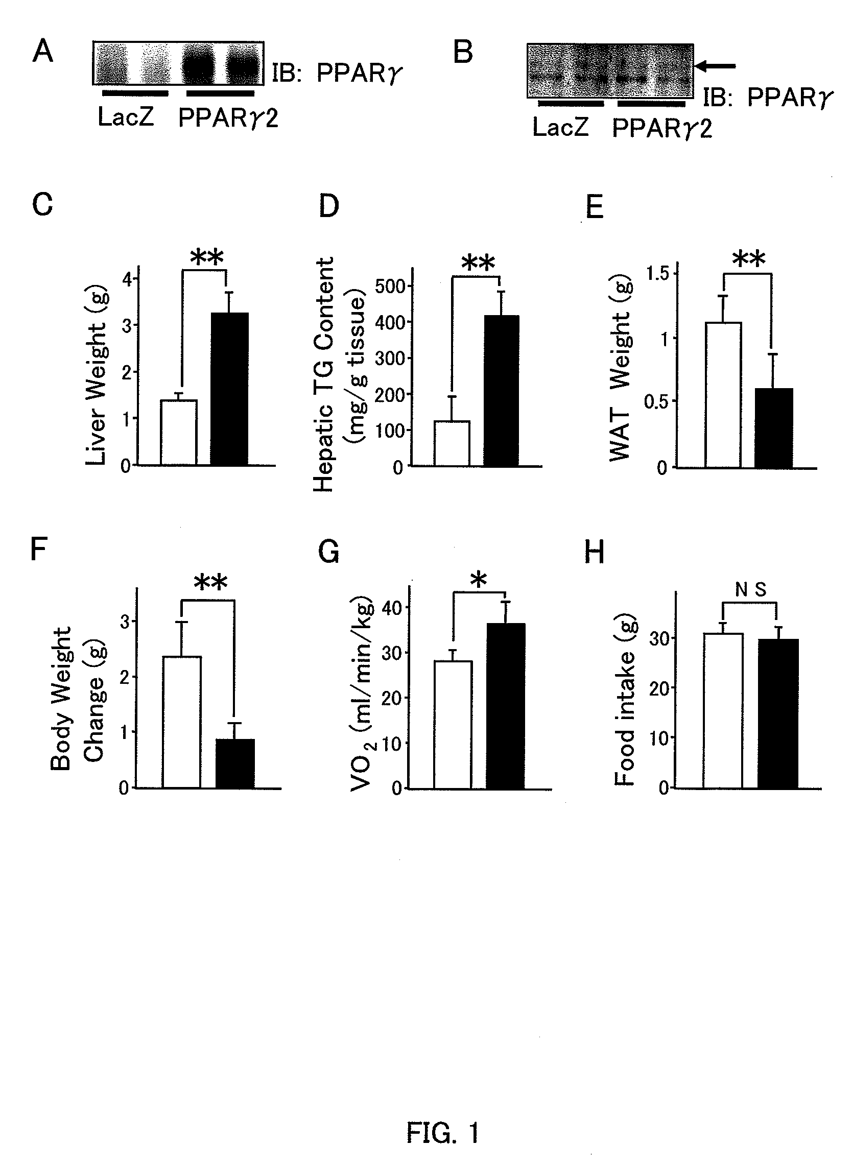 Method For Activating Efferent Sympathetic Nerves Innervating Adipose Tissues To Improve Obesity And Symptoms Associated Therewith
