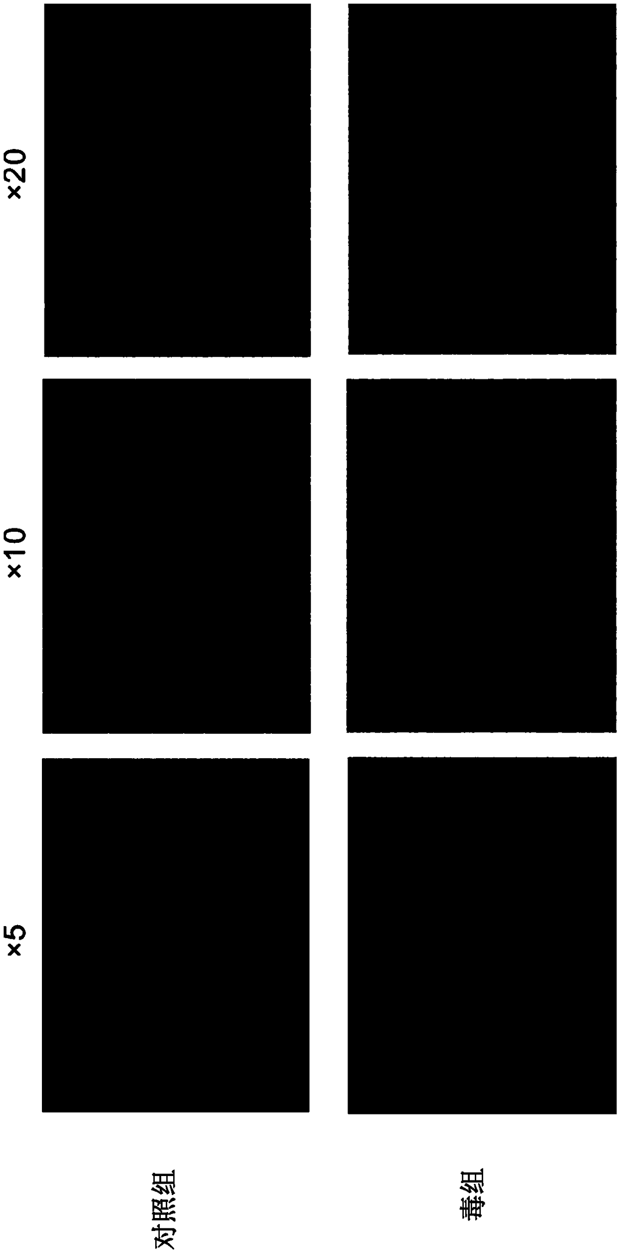 In vitro proliferation and culture method for duck circovirus