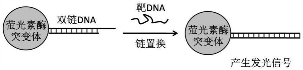 Modified luciferase mutant protein, bioluminescent probe, probe group, preparation method and detection method