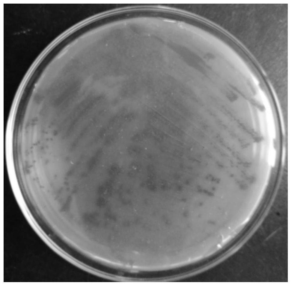 Isolation, identification and application of a high prodigiosin-producing marine bacterium