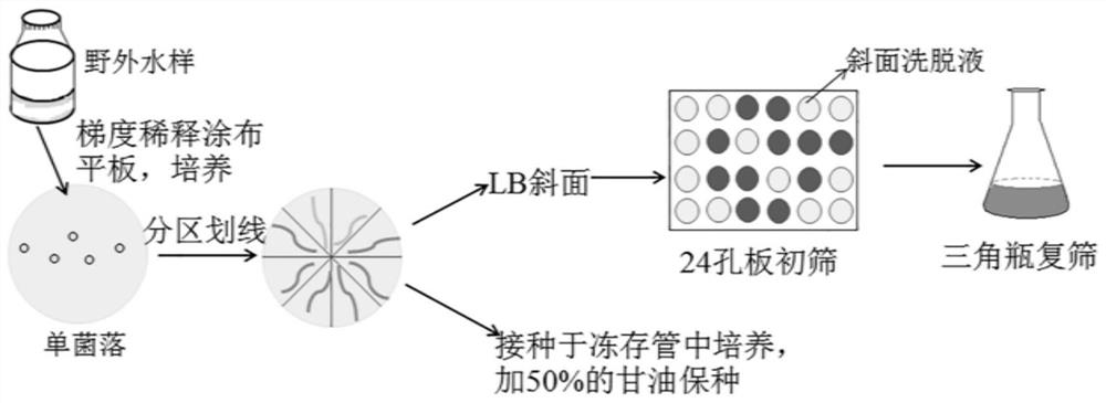 Pseudomonas with algae-dissolving activity and its application