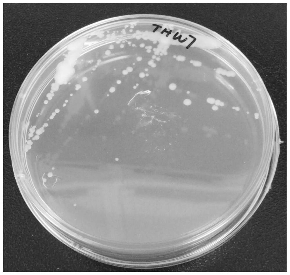 Pseudomonas with algae-dissolving activity and its application