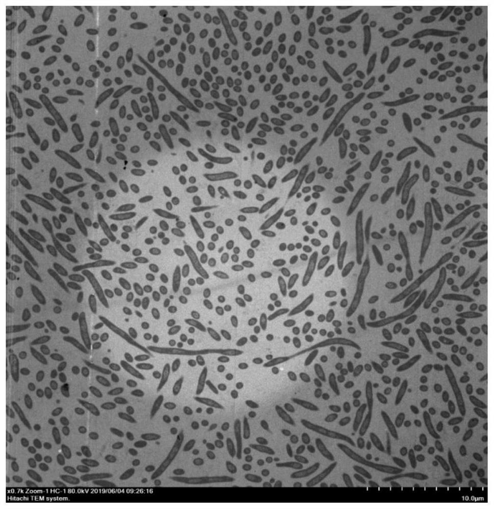 Pseudomonas with algae-dissolving activity and its application