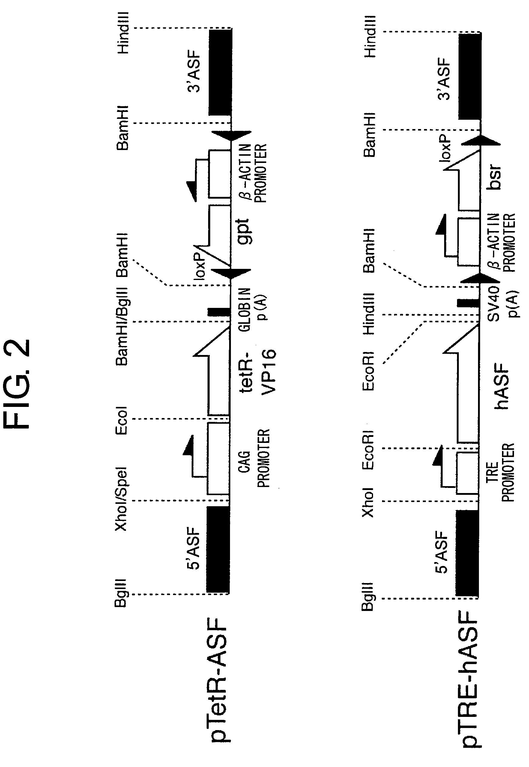Methods for Specifically Selecting Antibody-Producing Cells