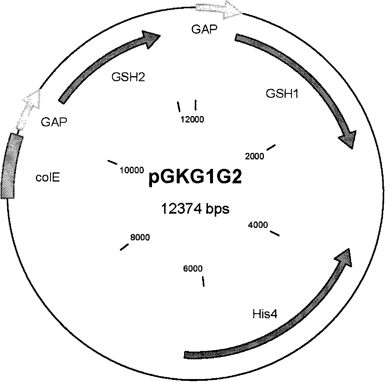 Method for producing glutathione by use of metabolic engineering bacteria