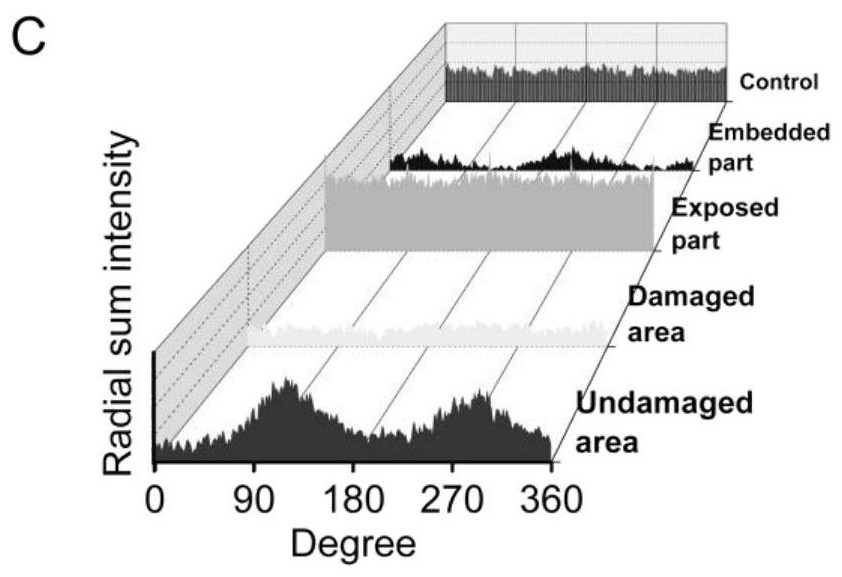 Use of waste fish scales in preparing anisotropic substrate