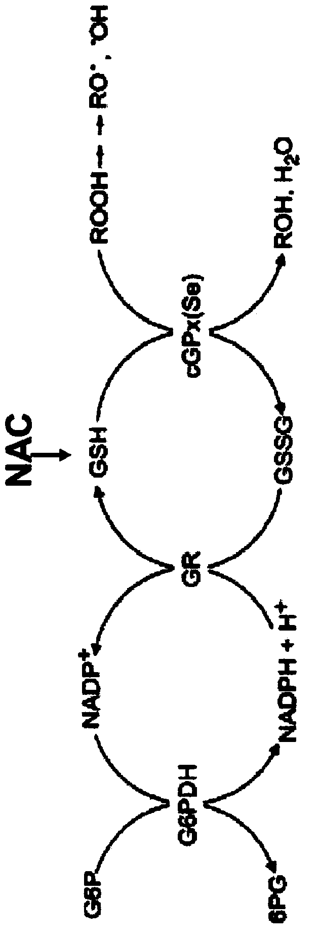 New combination comprising N-acetyl-L-cysteine and its use