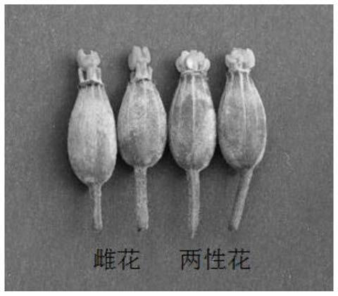 Method for inducing siraitia grosvenorii bisexual flowers