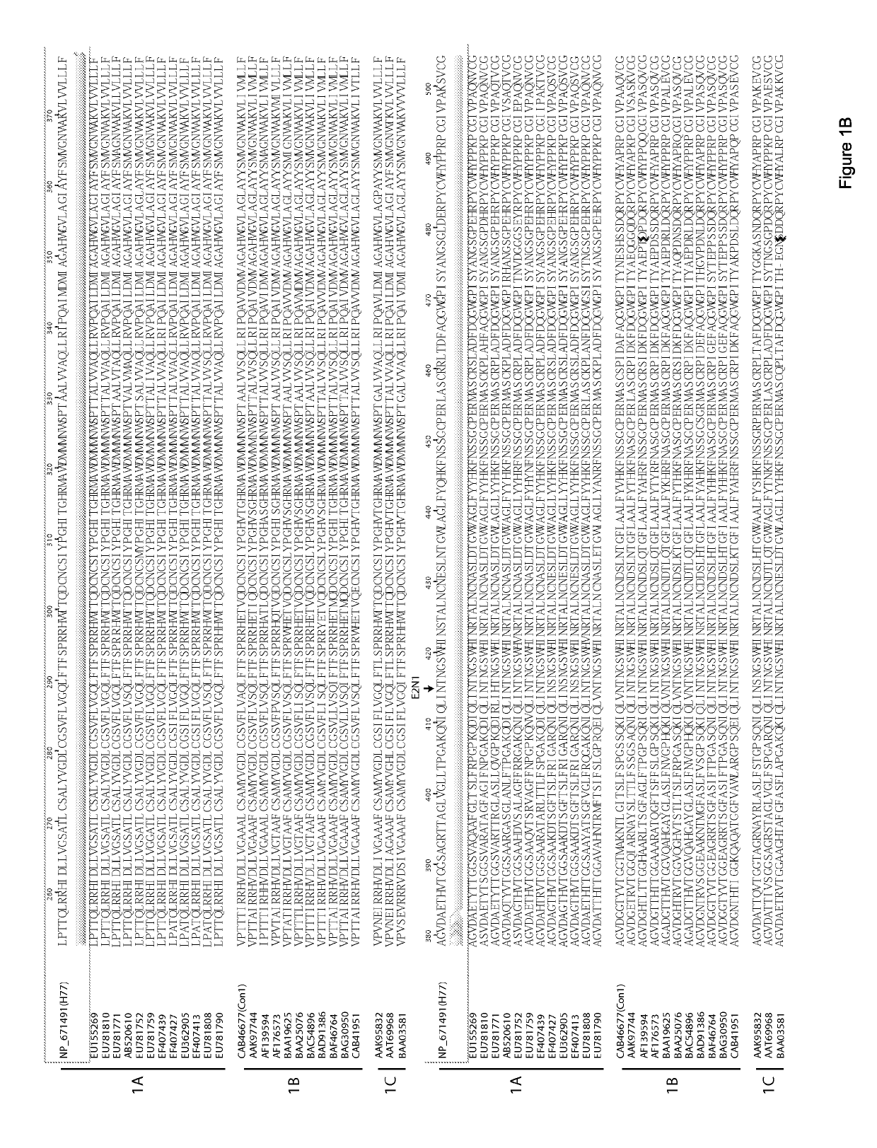 E1e2 hcv vaccines and methods of use