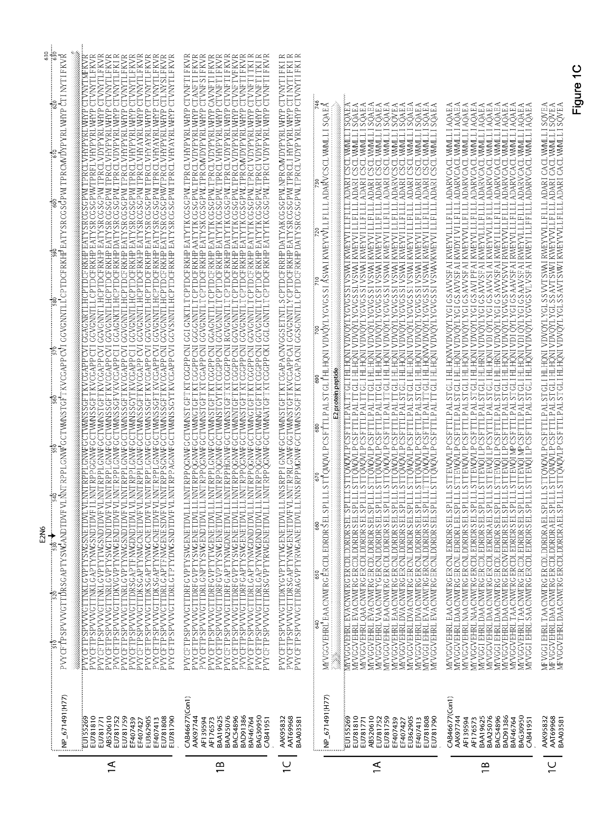 E1e2 hcv vaccines and methods of use