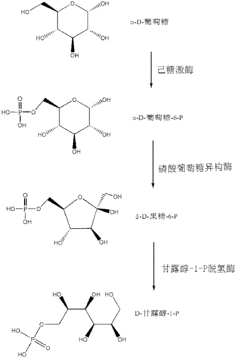 Relevant enzymes for preparing mannitol by performing anabolism on Chinese caterpillar fungus and hirsutella sinensis, gene and application thereof