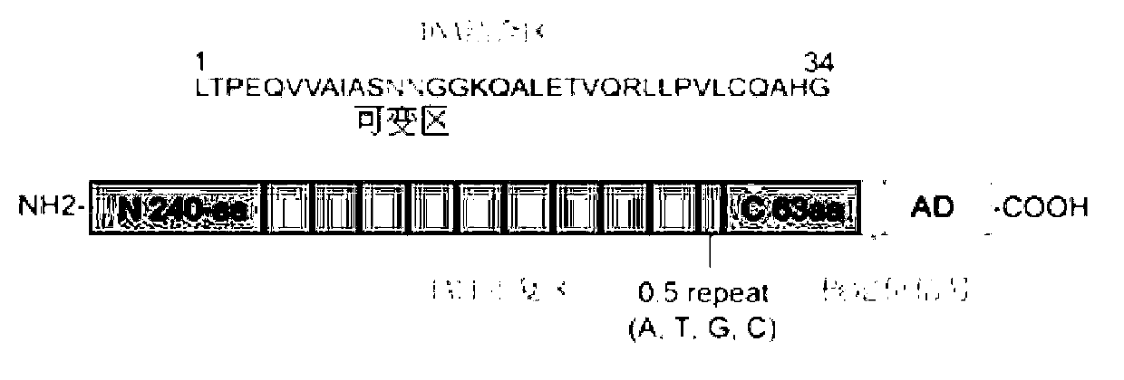 Efficient assembling method of transcription activator-like effectors (TALE) repeating region for editing silkworm genome and framework carrier thereof
