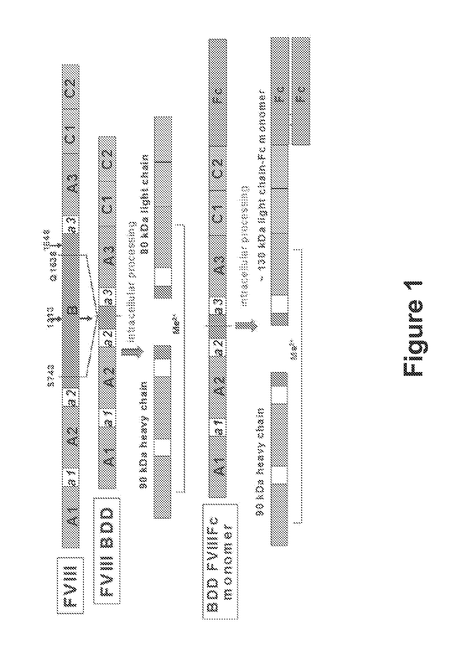 Methods of reducing immunogenicity against factor viii in individuals undergoing factor viii therapy