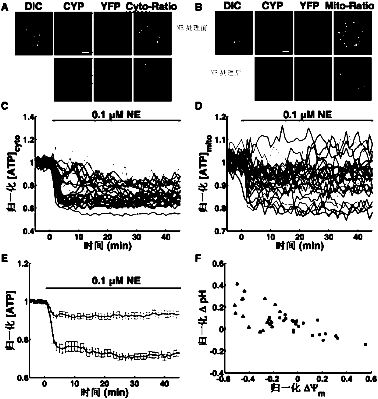 Method for enhancing heat generation efficiency of brown adipocytes and application