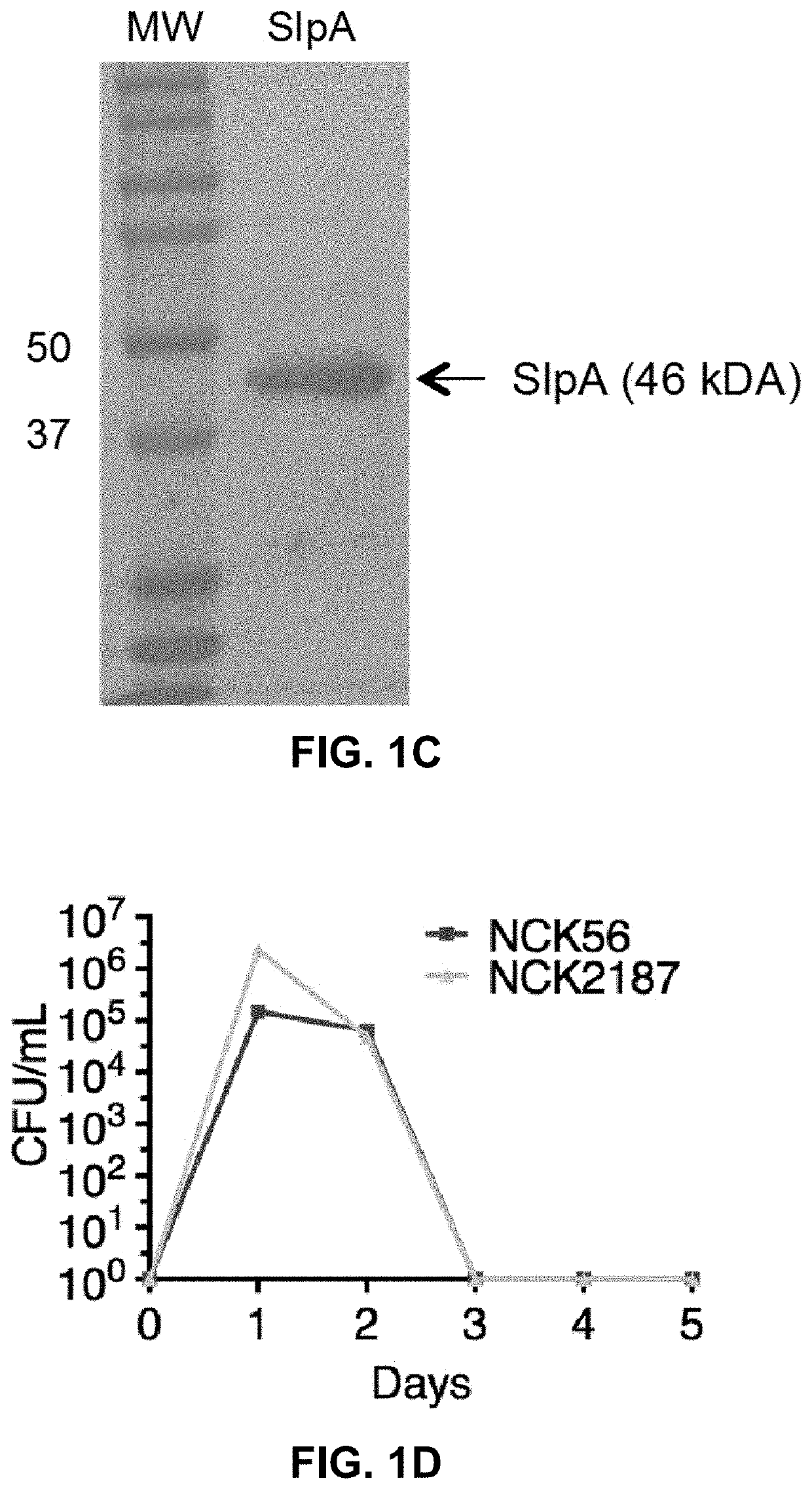 <i>Lactobacillus acidophilus </i>surface layer protein A (SlpA) as a therapeutic agent for the treatment of inflammatory diseases