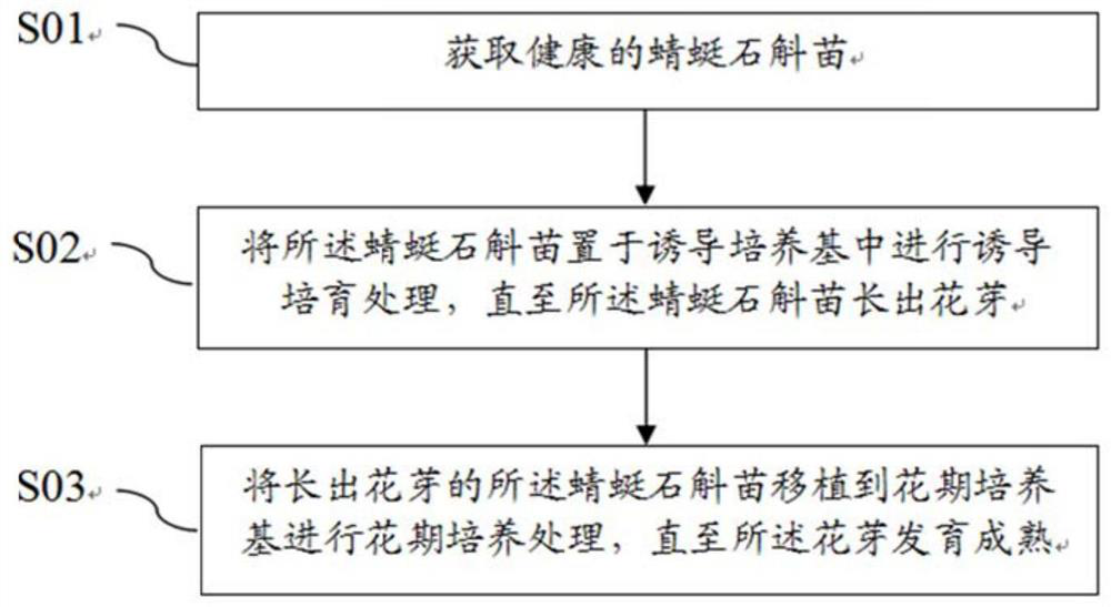 Culture method for artificially inducing blossom of dendrobium pulchellum and induction culture medium