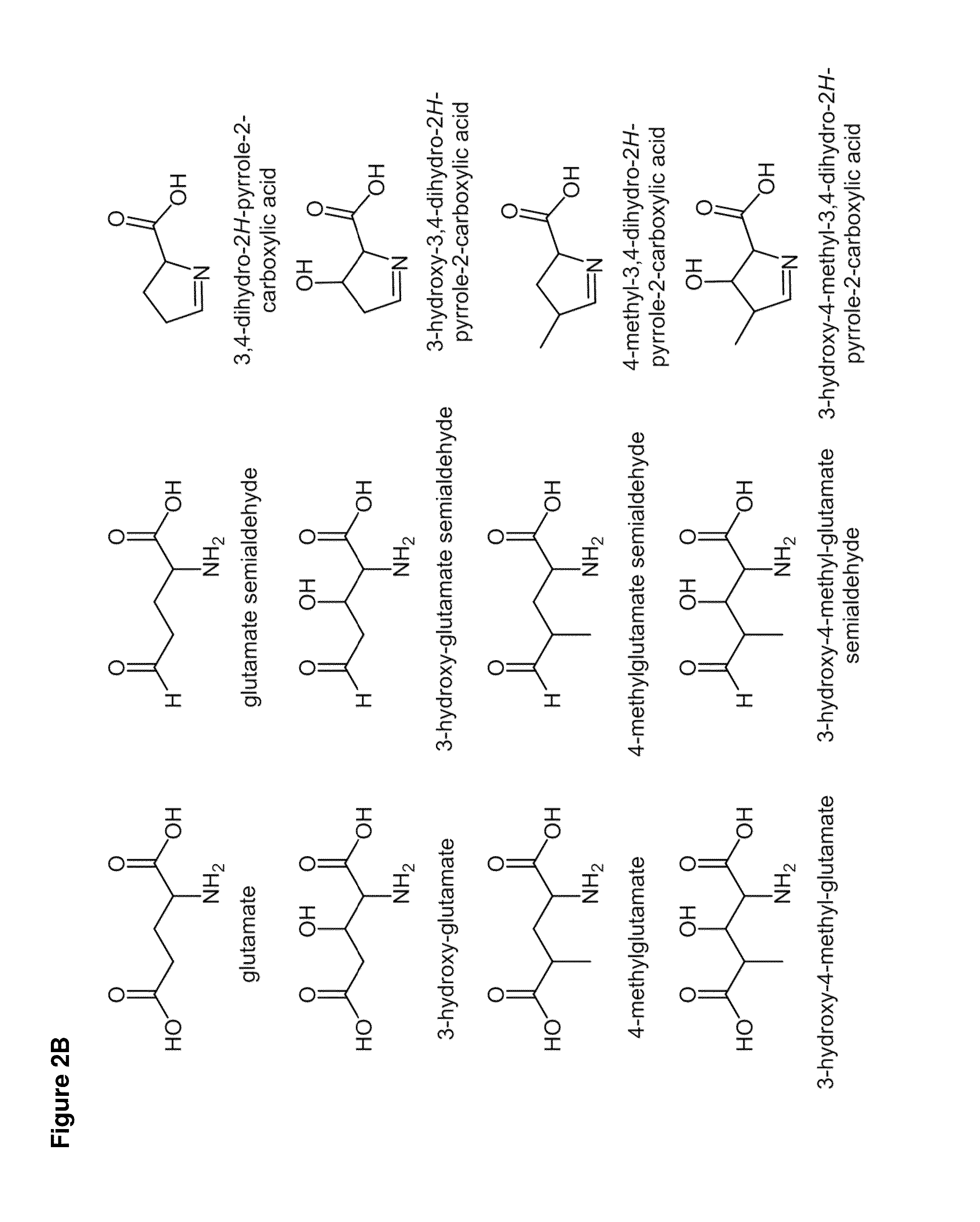 Cell-free preparation of carbapenems