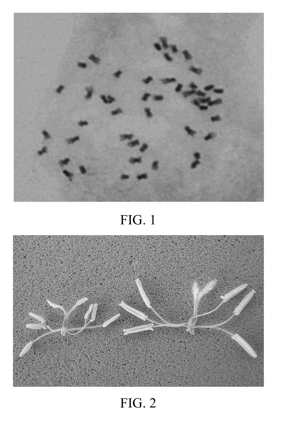 Polyploid rice photo-thermo-sensitive genetic male sterile line and breeding method thereof