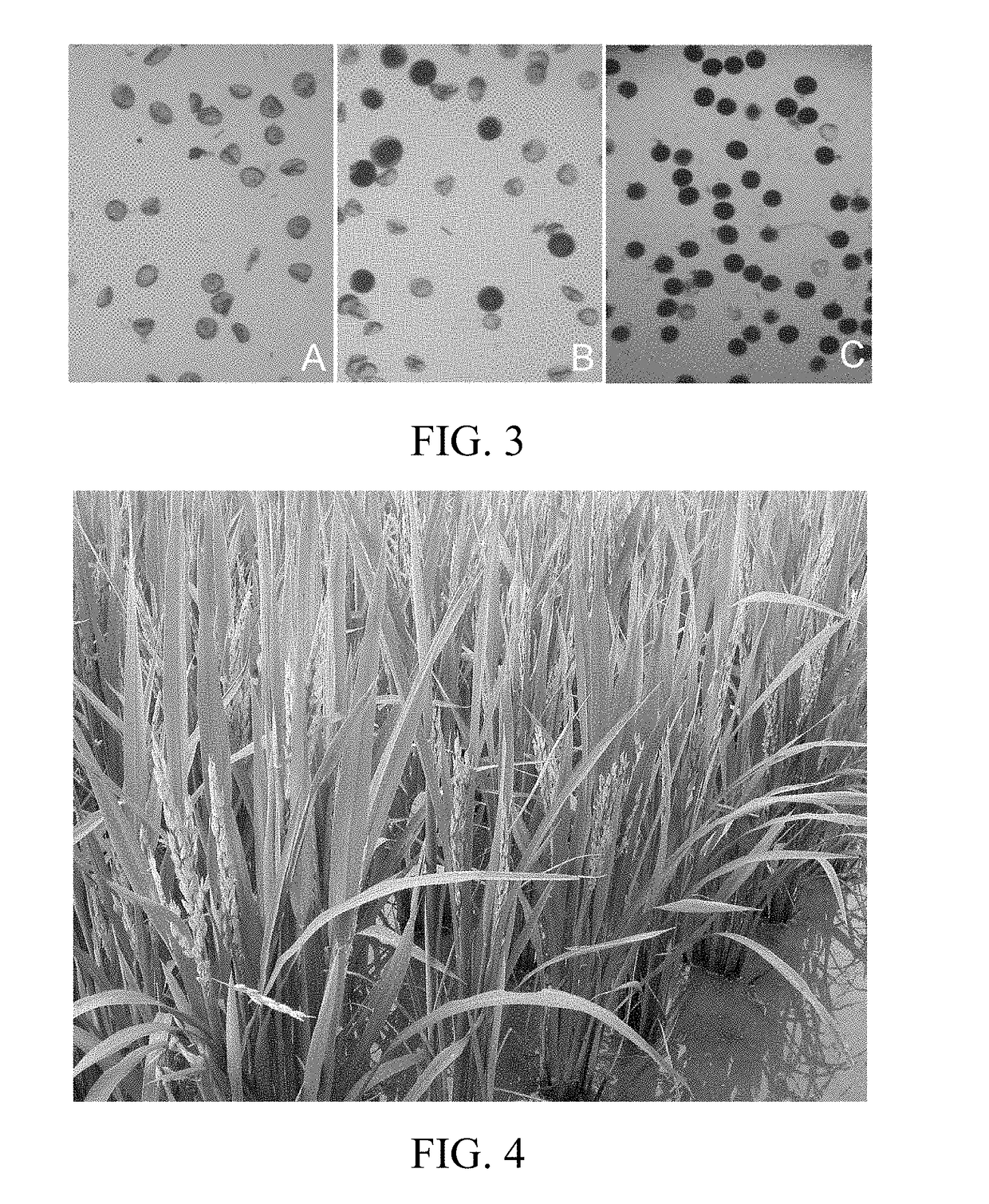 Polyploid rice photo-thermo-sensitive genetic male sterile line and breeding method thereof