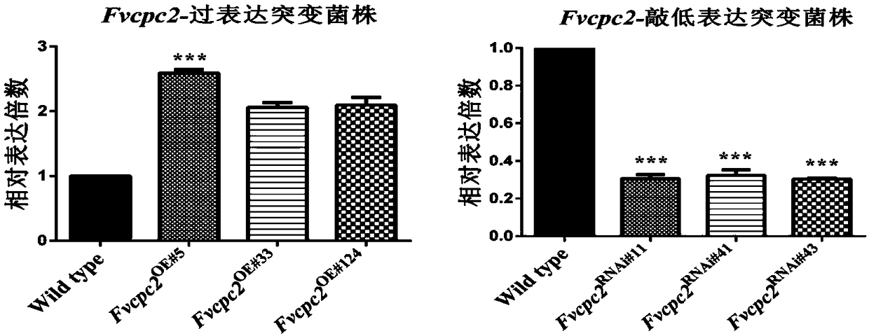 Application of FvCPC2 protein and coding gene thereof in regulating and controlling the mycelial growth and fruiting body development of various edible fungi