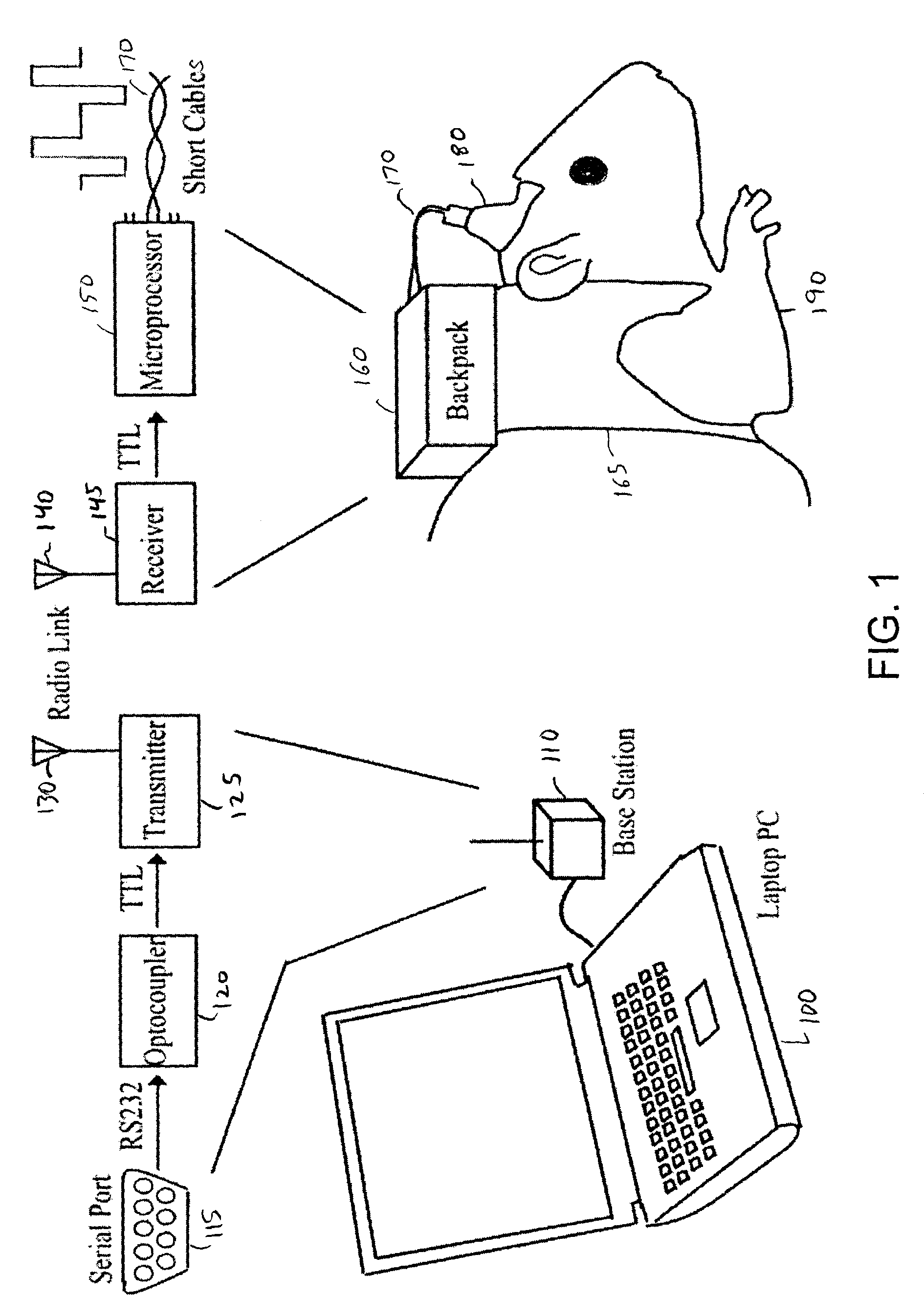 Method and apparatus for guiding movement of a freely roaming animal through brain stimulation