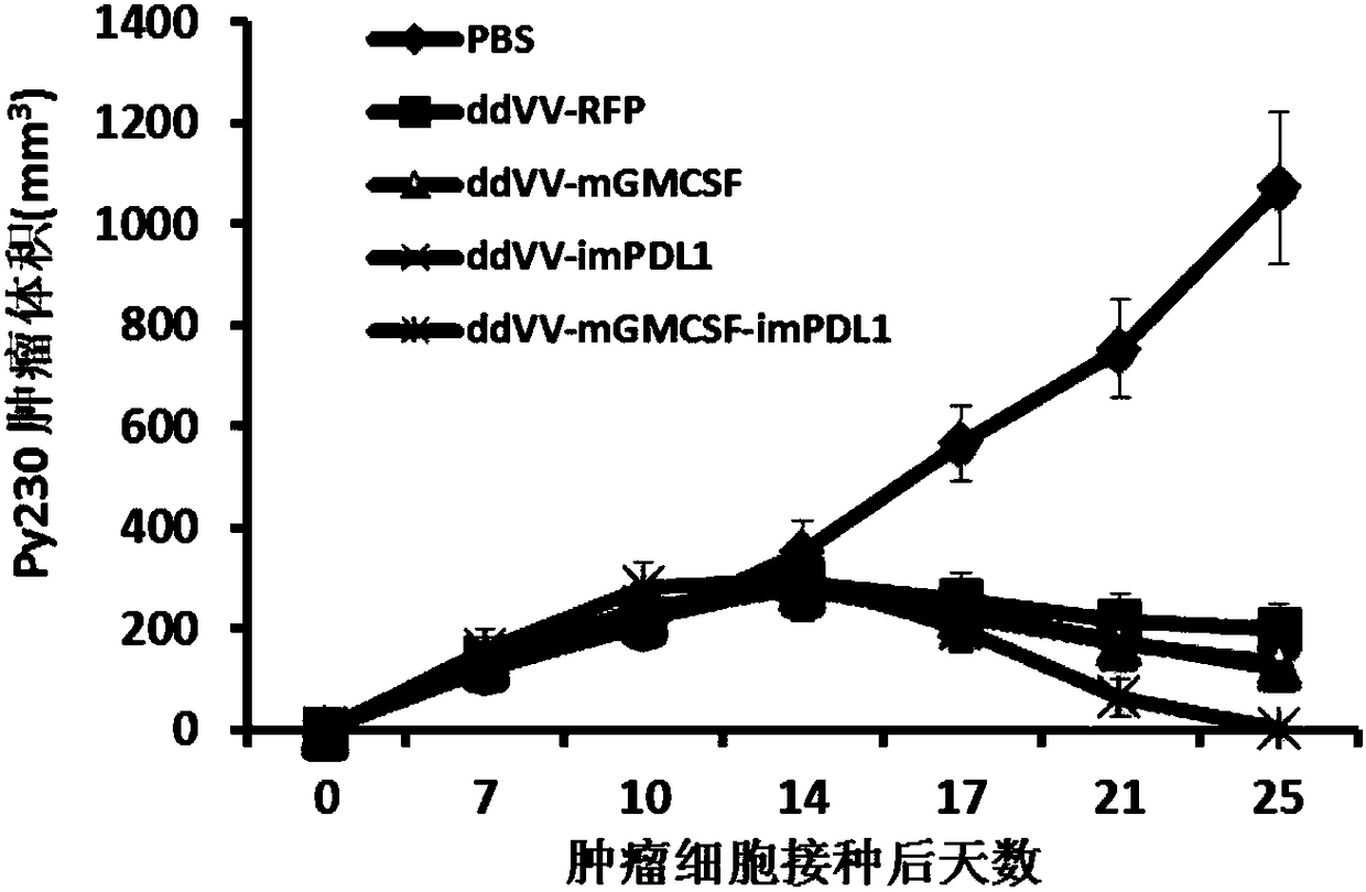 Oncolytic virus construction body, oncolytic virus and application thereof