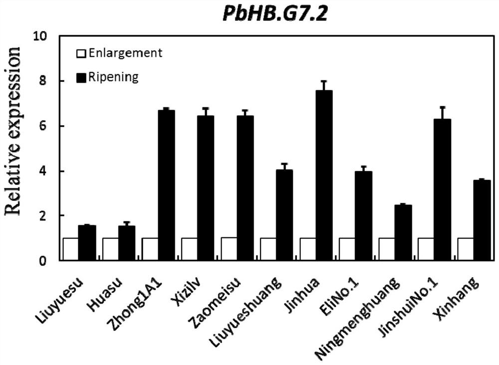 Pear transcription factor pbhb.g7.2 and its application in promoting fruit ripening