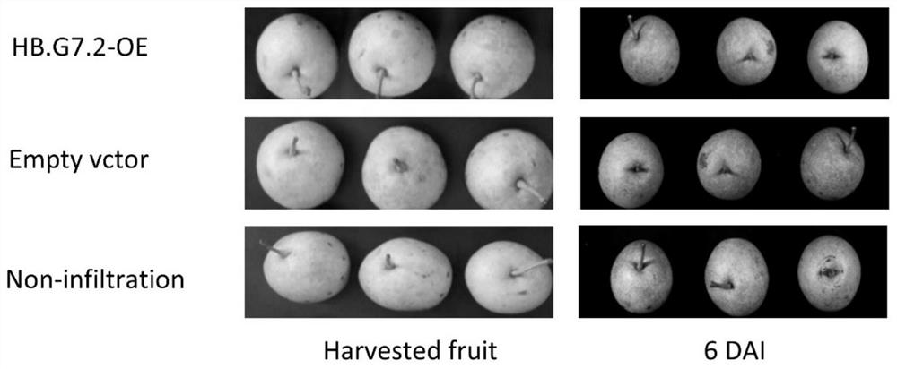 Pear transcription factor pbhb.g7.2 and its application in promoting fruit ripening