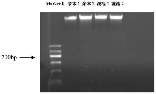 A method for developing markers by high-throughput sequencing of tetraploid potato and its application