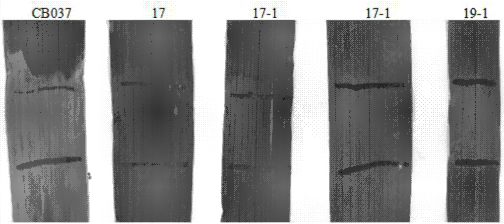 Application of wheat puccinia striiformis westend.f.sp.tritici PSTG_13661 gene to puccinia striiformis westend.f.sp.tritici prevention and treatment and method for cultivating puccinia striiformis westend.f.sp.tritici-resistant wheat