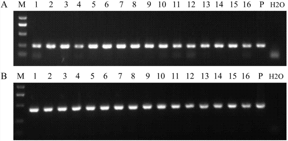 Application of wheat puccinia striiformis westend.f.sp.tritici PSTG_13661 gene to puccinia striiformis westend.f.sp.tritici prevention and treatment and method for cultivating puccinia striiformis westend.f.sp.tritici-resistant wheat