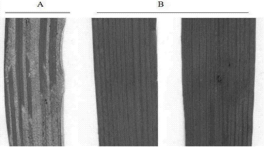 Application of wheat puccinia striiformis westend.f.sp.tritici PSTG_13661 gene to puccinia striiformis westend.f.sp.tritici prevention and treatment and method for cultivating puccinia striiformis westend.f.sp.tritici-resistant wheat