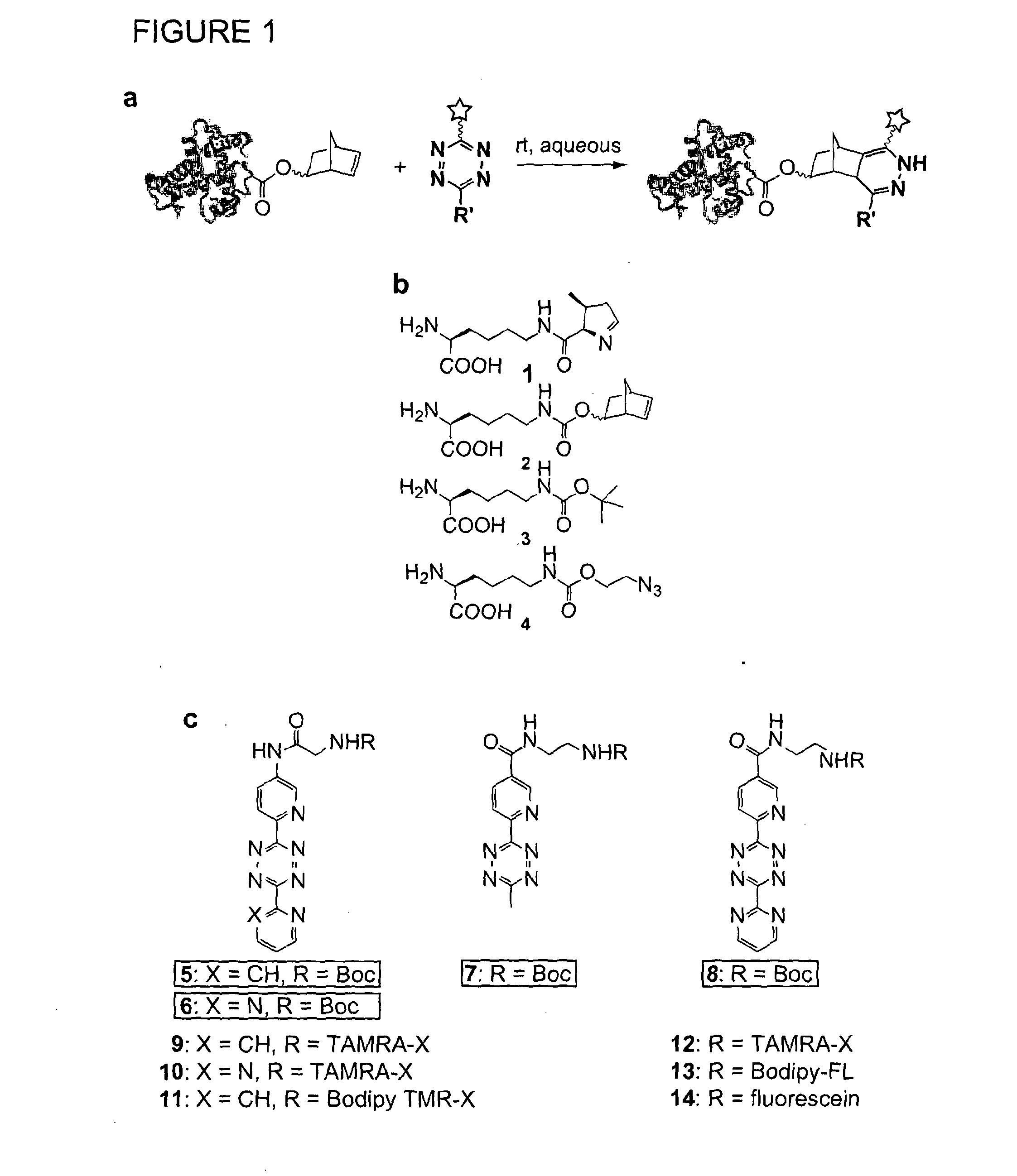 Norbornene Modified Peptides and Their Labelling With Tetrazine Compounds