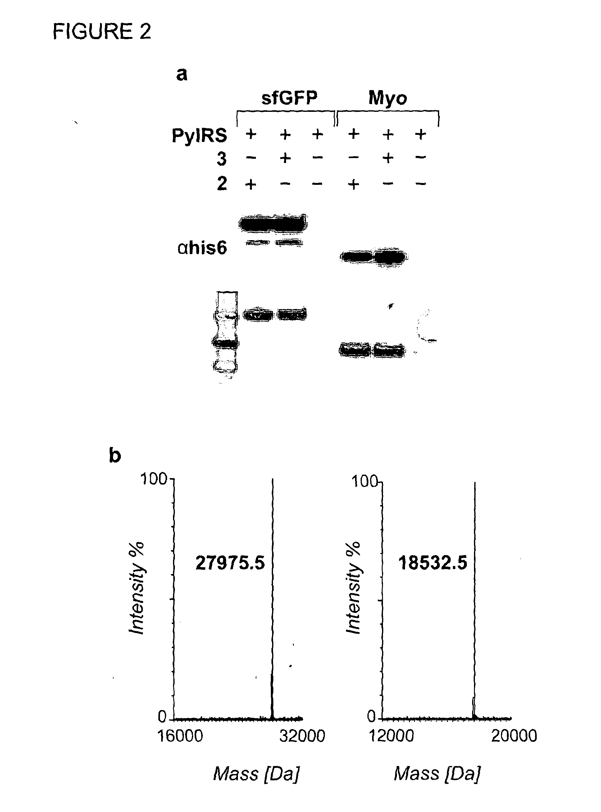 Norbornene Modified Peptides and Their Labelling With Tetrazine Compounds
