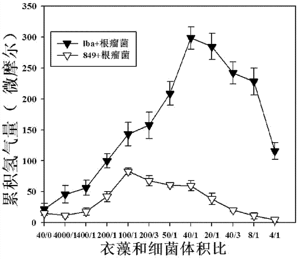 Method for increasing hydrogen yield of Chlamydomonas reinhardtii by using slow-growing Bradyrhizobium japomcum