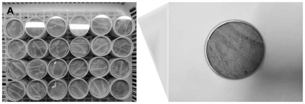 Method for observing egg laying amount of Frankliniella occidentalis