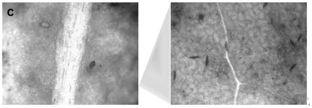 Method for observing egg laying amount of Frankliniella occidentalis