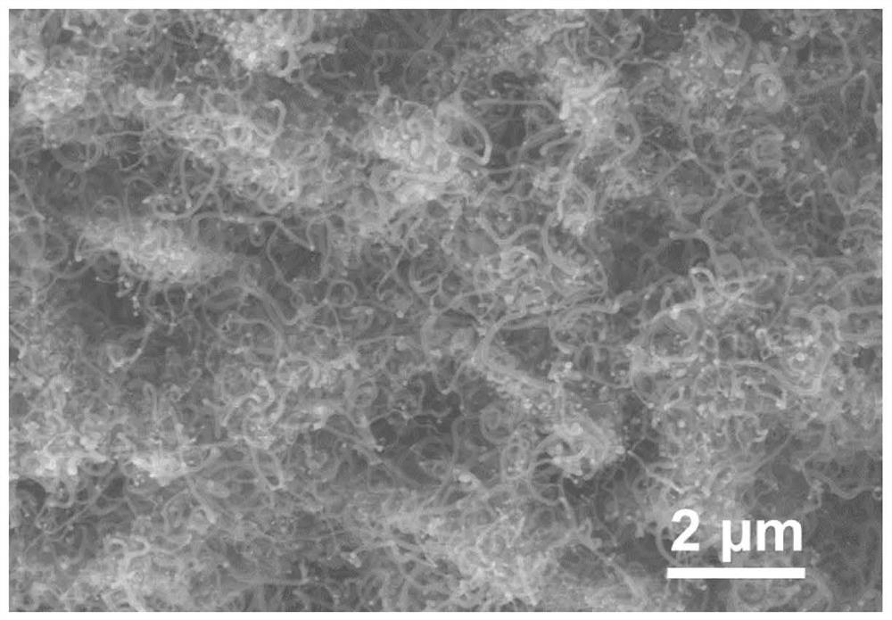 Cobalt-based multifunctional catalyst simulating branch and leaf structure of pinus thunbergii and preparation method of cobalt-based multifunctional catalyst