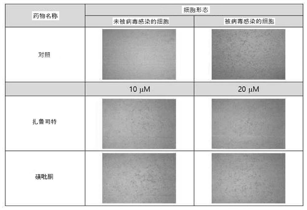 Composition for preventing or treating sars coronavirus 2 infection disease