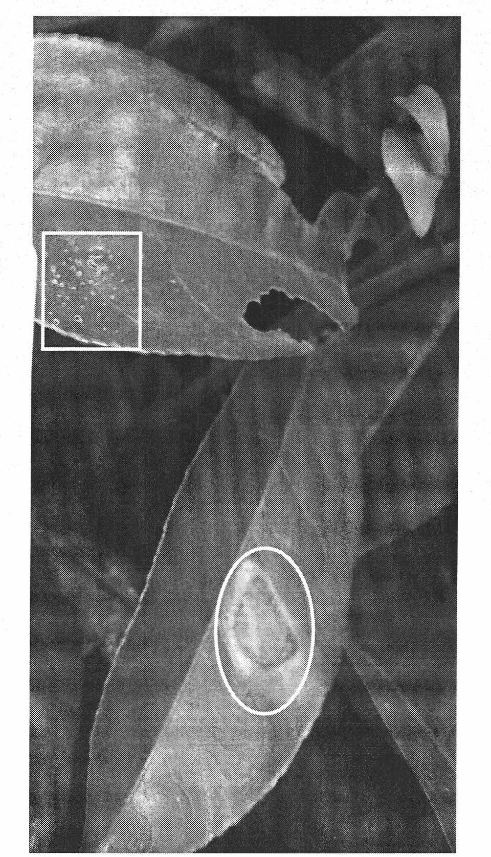 Agrobacterium rhizogenes transformation method for living body growth cone of woody plant