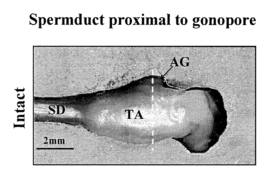 Insulin-like gene in prawns and uses thereof