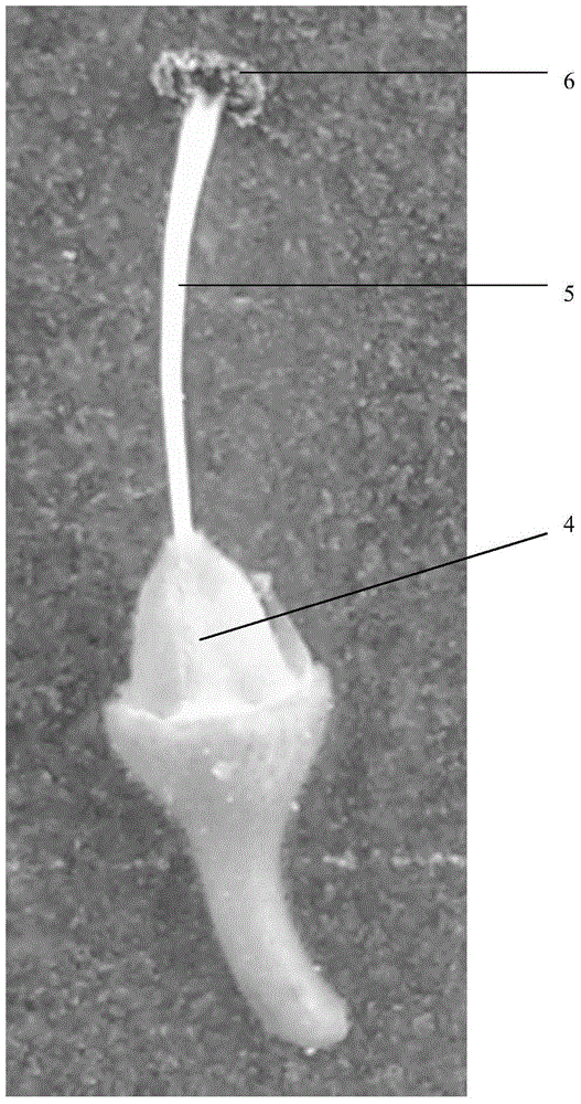 Artificial emasculation hybrid seed production method for okra