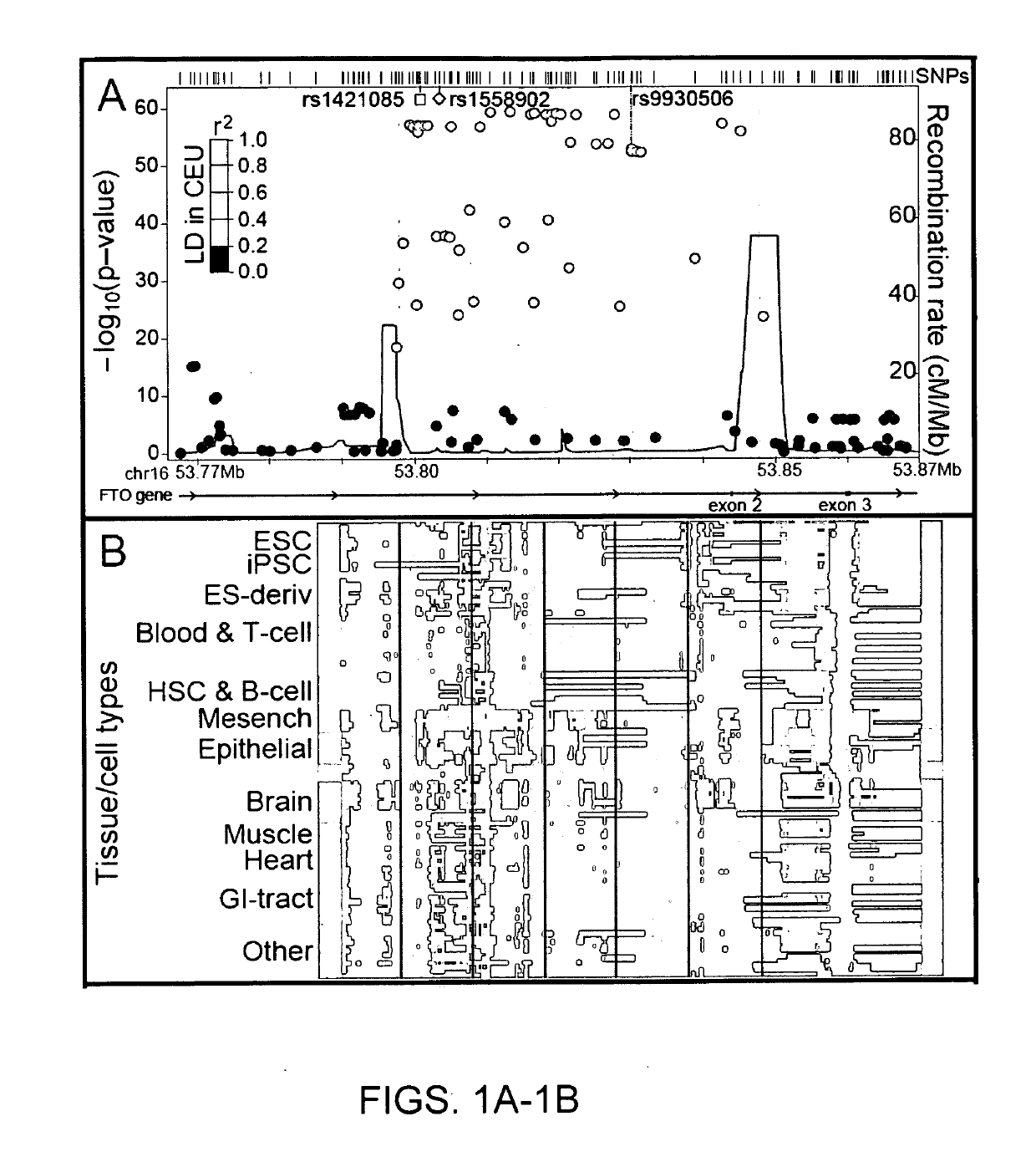 Compositions And Methods For Manipulation Of Adipocyte Energy Consumption Regulatory Pathway
